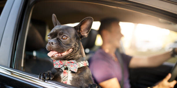 A man and his dog inside car